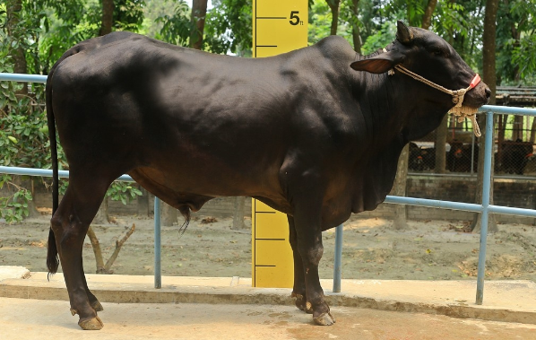 Male - Bull (ষাঁড়)